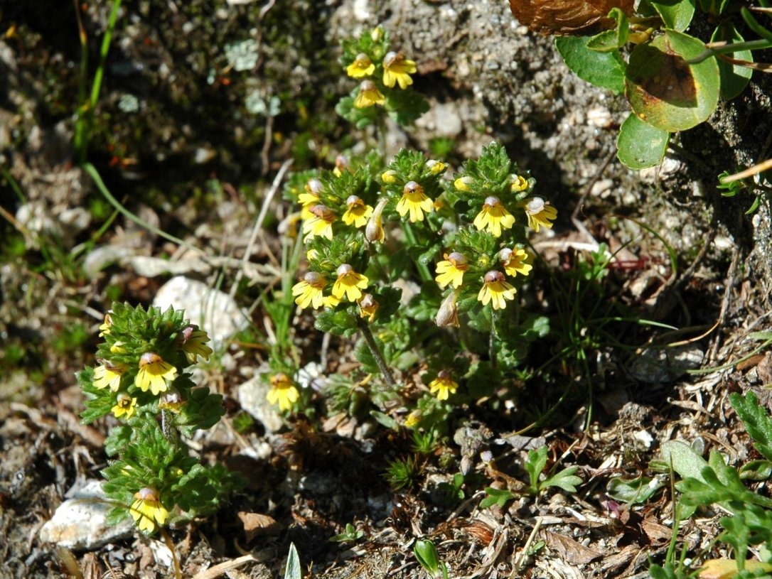 Euphrasia minima